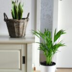 The Areca Palm and the Snake Plant Part 2