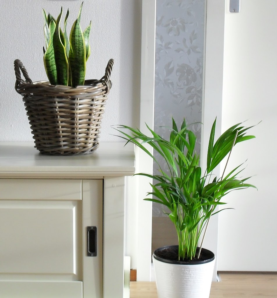 The Areca Palm and the Snake Plant Part 2
